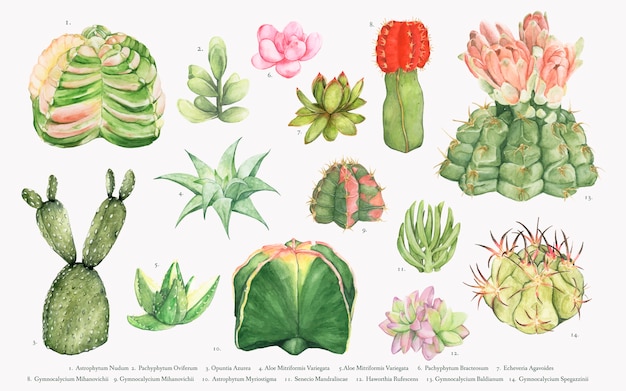 Ręcznie rysowane kolekcji kaktusów