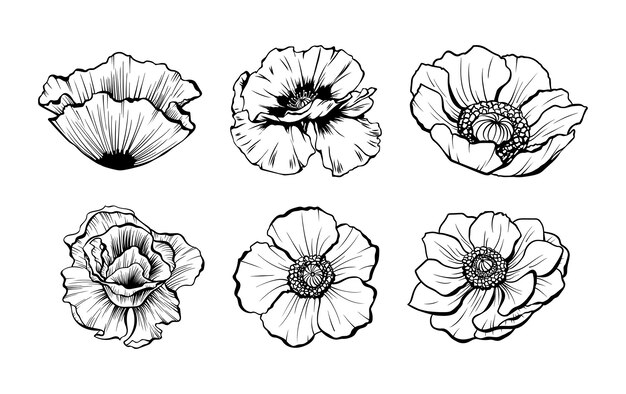 Ręcznie rysowane kwiaty maku