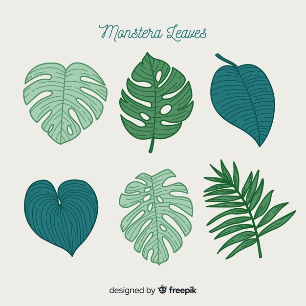 Ręcznie rysowane liście monstera