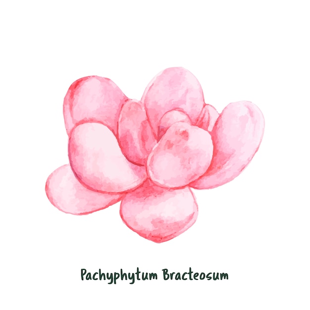 Ręcznie Rysowane Pachyphytum Bracteosum Soczyste