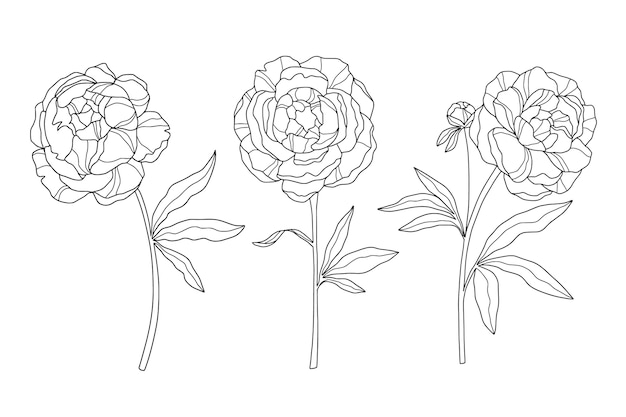 Ręcznie Rysowane Prosty Szkic Ilustracji Kwiat