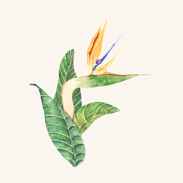 Ręcznie rysowane ptak rajski kwiat na białym tle