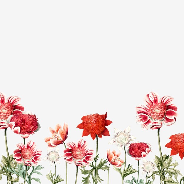 Ręcznie rysowane rama kwiat czerwony i biały anemon
