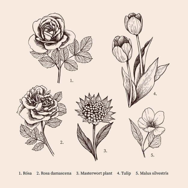 Ręcznie rysowane rocznika botanika kolekcja kwiatów