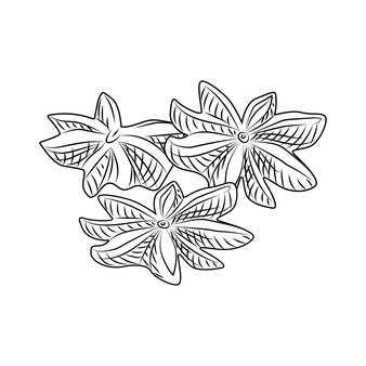 Ręcznie rysowane suchy anyż na białym tle. grawerowany styl. ilustracja wektorowa