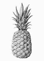 Bezpłatny wektor ręcznie rysowane świeży ananas wektor