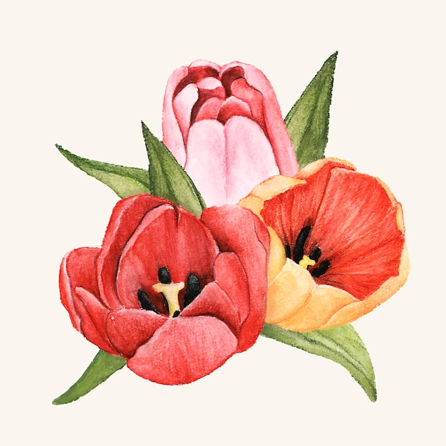 Ręcznie rysowane tulipan kwiat na białym tle