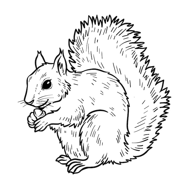 Bezpłatny wektor ręcznie rysowane wiewiórka zarys ilustracji