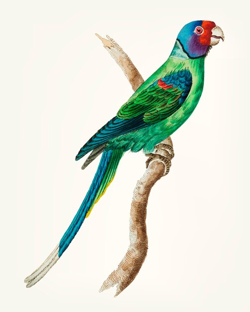 Ręcznie rysowane z długo ogoniasty zielony papuga