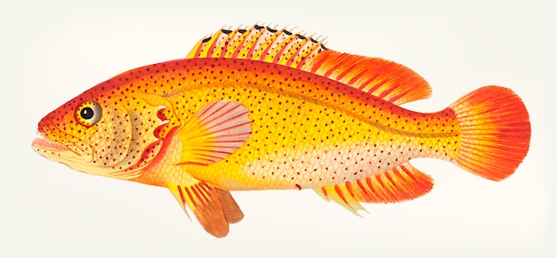 Ręcznie rysowane z Golden Holocentrus