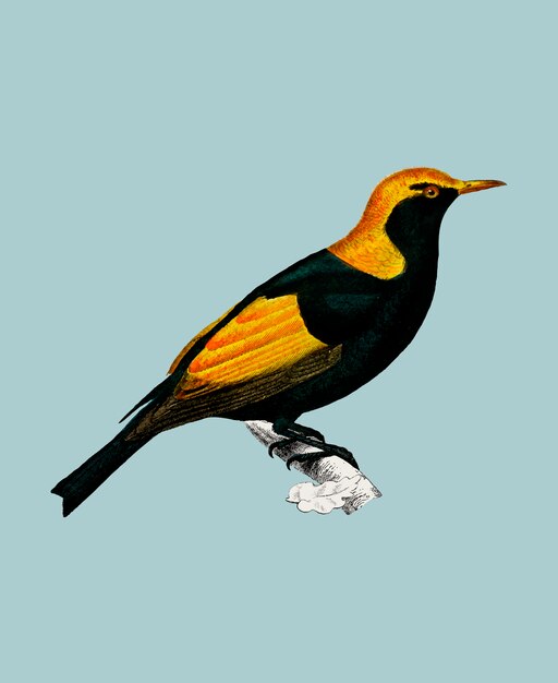 Regent altanowca (Sericulus chrysocephalus) zilustrowany przez Charlesa Dessalines D&#39;Orbigny (1806-1876).