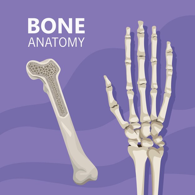Ręka realistyczna ludzka kość