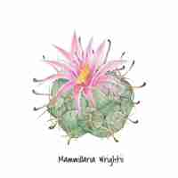 Bezpłatny wektor ręka rysujący mammillaria wrightii pincushion kaktus