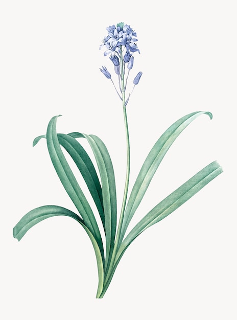 Rocznik ilustracja Hiszpański bluebell