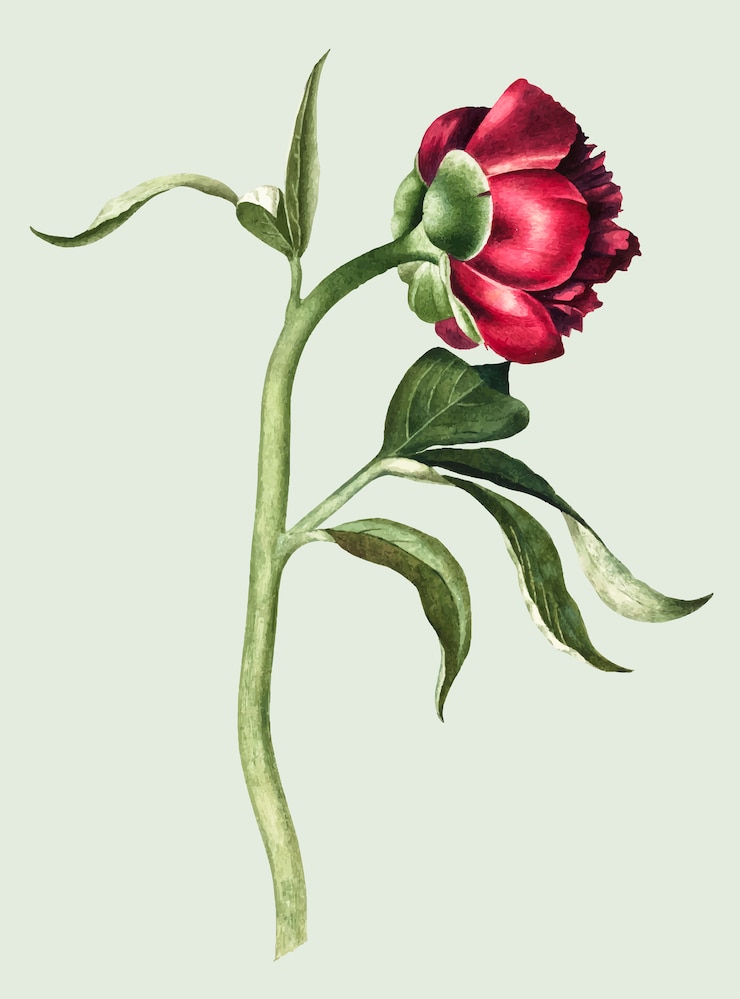 Bezpłatny plik Wektor rocznik ilustracja peonia kwiat