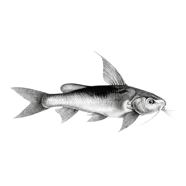 Rocznik ilustracje Chrysichthys auratus