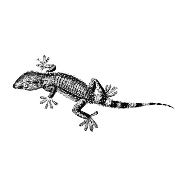 Rocznik ilustracje Lilford swall jaszczurka