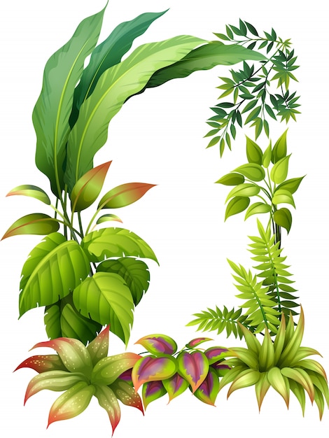 Bezpłatny wektor rośliny liściaste