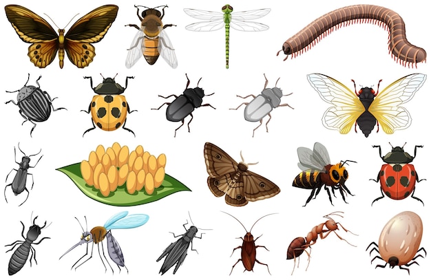 Bezpłatny wektor różne rodzaje kolekcji owadów