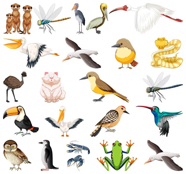 Różne rodzaje kolekcji zwierząt