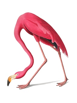 Różowa flamingo ilustracja