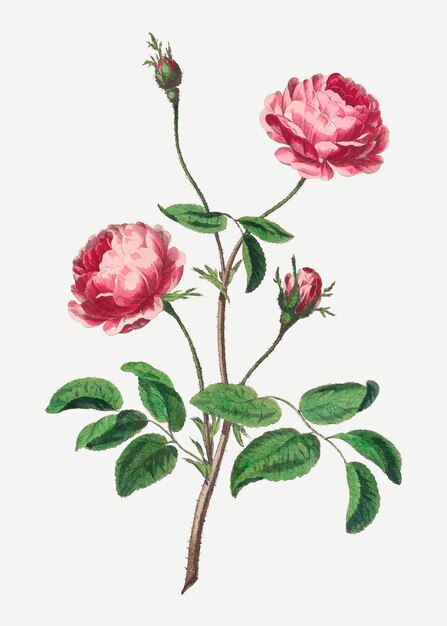 Różowa róża wektor vintage kwiatowy druk artystyczny, zremiksowany z dzieł autorstwa Johna Edwardsa