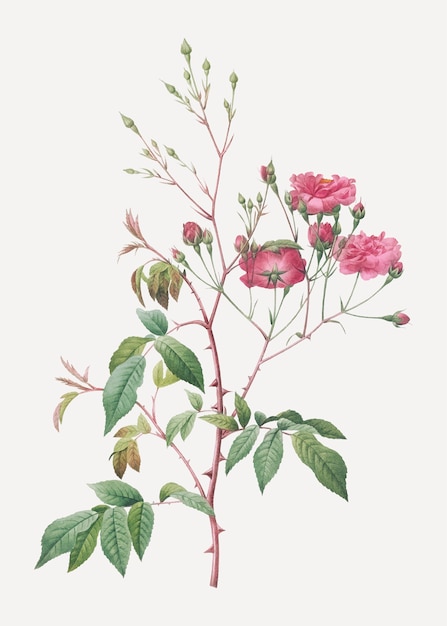 Różowe róże noisette