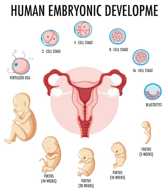 Bezpłatny wektor rozwój embrionalny człowieka w ludzkiej infografice