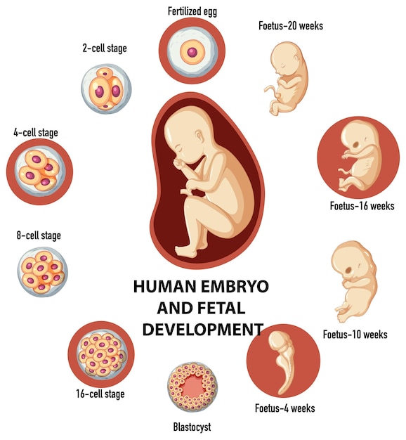 Bezpłatny wektor rozwój ludzkiego embrionu i zapłodnienia w ludzkiej infografie