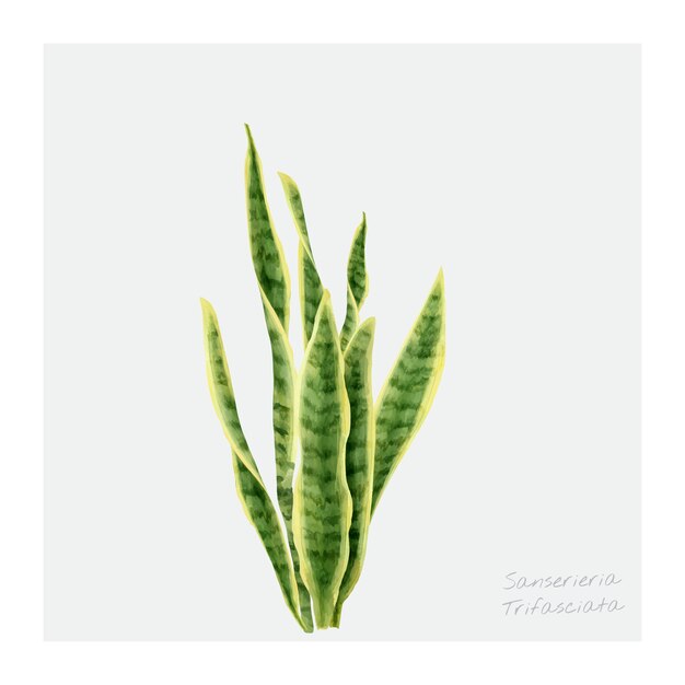 Sansevieria trifasciata liść odizolowywający na białym tle