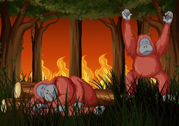 Scena z pożarem i dwoma szympansami