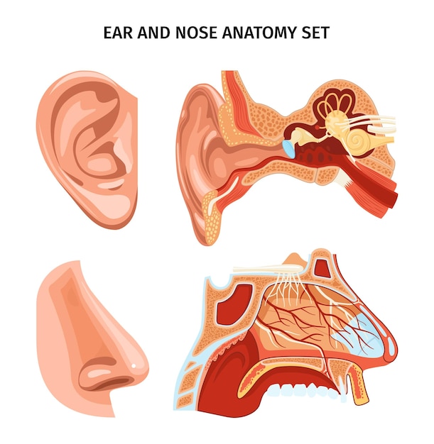 Bezpłatny wektor schemat anatomii nosa i uszu z wyglądem i przekrojem narządów realistyczna ilustracja wektorowa
