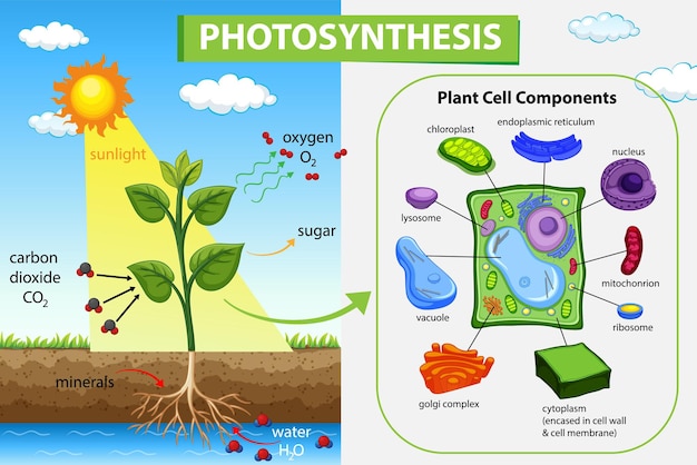 Schemat fotosyntezy z rośliną i światłem słonecznym