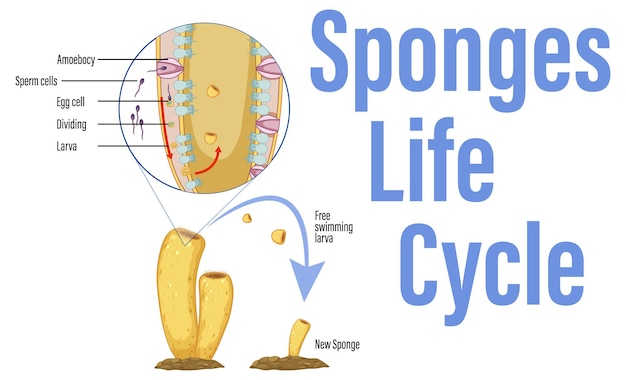 Bezpłatny wektor schemat przedstawiający cykl życia w gąbkach