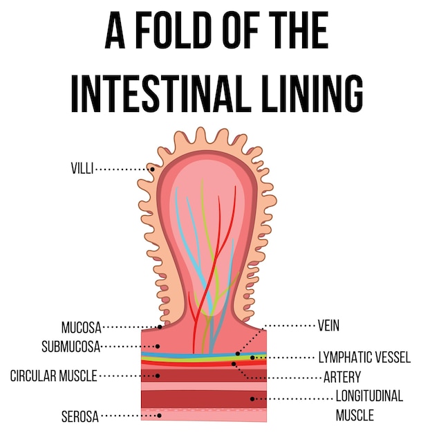 Bezpłatny wektor schemat przedstawiający fałd wyściółki jelit