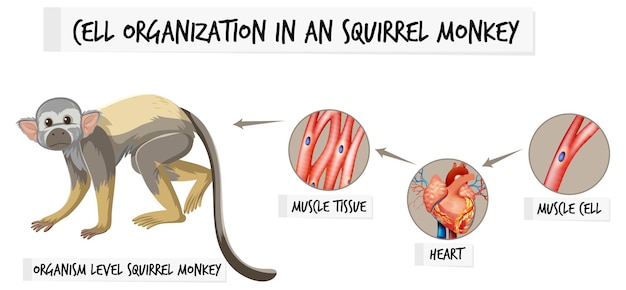 Bezpłatny wektor schemat przedstawiający organizację komórek u aquirrel małpy