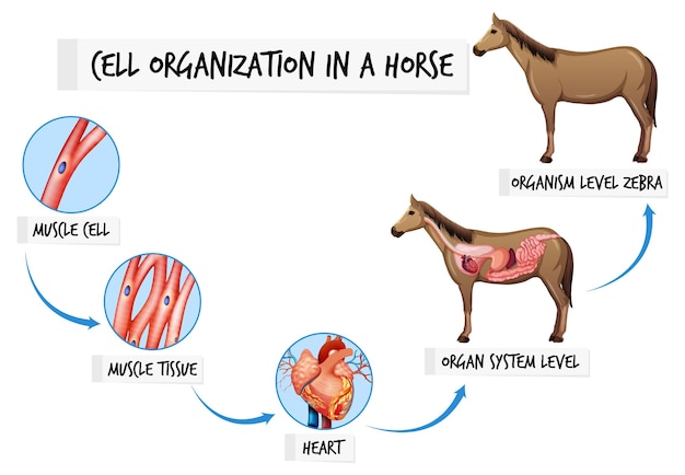 Bezpłatny wektor schemat przedstawiający organizację komórek u konia