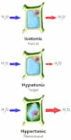 Bezpłatny wektor schemat przedstawiający pojęcie osmozy komórek roślinnych