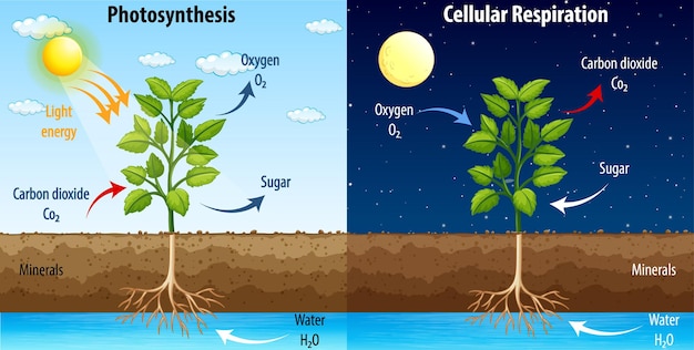 Bezpłatny wektor schemat przedstawiający proces fotosyntezy i oddychania komórkowego