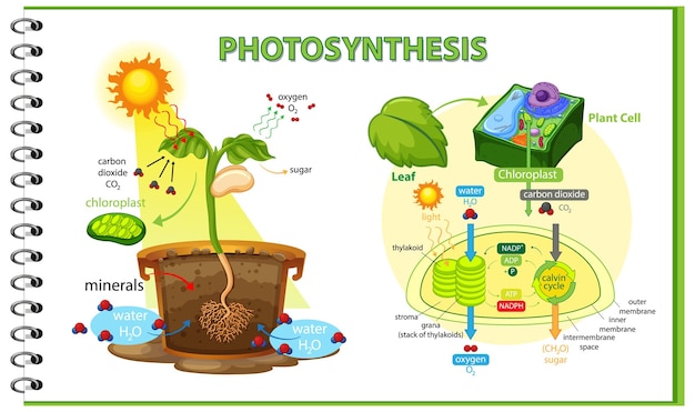 Bezpłatny wektor schemat przedstawiający proces fotosyntezy w roślinie