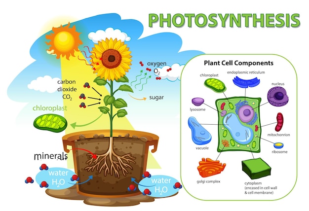 Bezpłatny wektor schemat przedstawiający proces fotosyntezy w roślinie