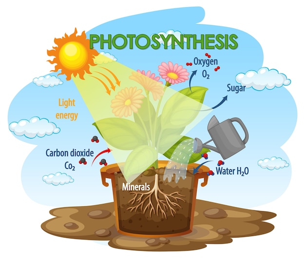 Bezpłatny wektor schemat przedstawiający proces fotosyntezy w roślinie