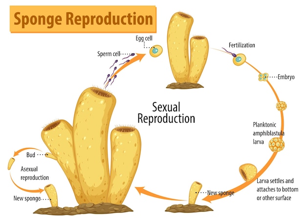 Bezpłatny wektor schemat przedstawiający reprodukcję gąbki