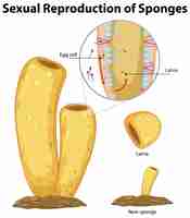 Bezpłatny wektor schemat przedstawiający reprodukcję w gąbkach