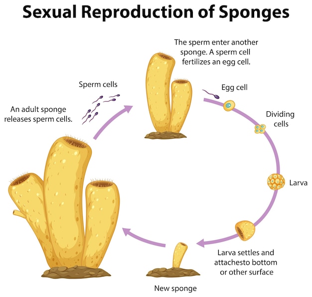 Bezpłatny wektor schemat przedstawiający rozmnażanie płciowe w gąbkach