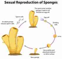 Bezpłatny wektor schemat przedstawiający rozmnażanie płciowe w gąbkach