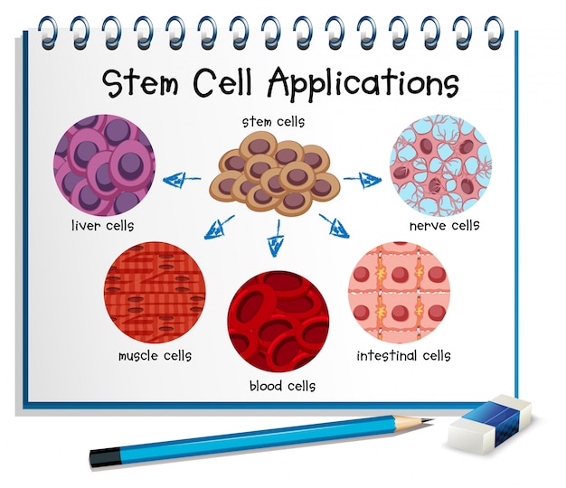 Bezpłatny wektor schemat przedstawiający różne zastosowania komórek macierzystych