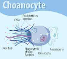 Bezpłatny wektor schemat przedstawiający strukturę choanocytów gąbczastych