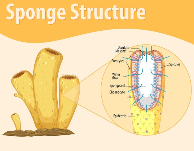 Bezpłatny wektor schemat przedstawiający strukturę gąbki