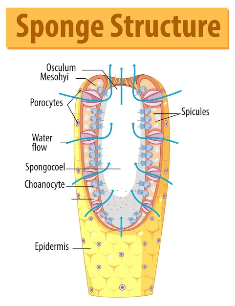 Bezpłatny wektor schemat przedstawiający strukturę gąbki